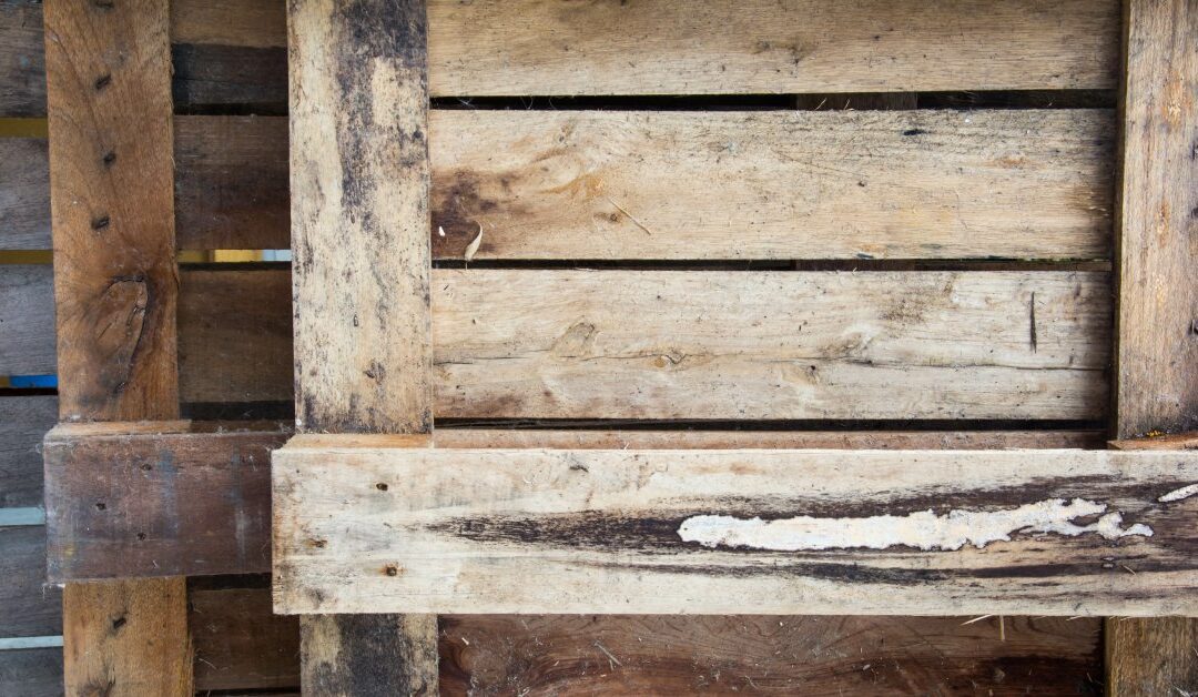 Mold Prevention Tips: How To Prevent Mold on Pallets?