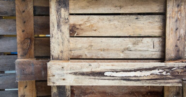 The underside of three wooden pallets. The wood is worn down and has accumulated mold on the boards.