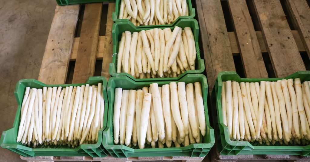 A wooden pallet with six green plastic crates on top of it. The crates are filled with bunches of white asparagus.