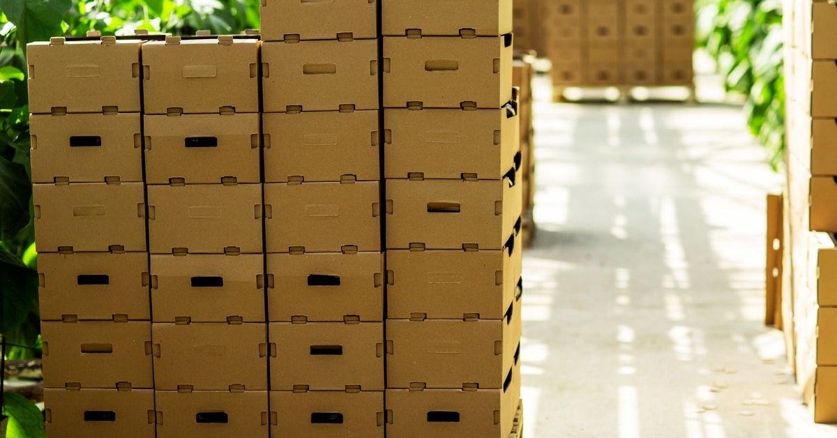 A wooden pallet on the floor of a greenhouse with several cardboard boxes full of produce resting on top of it.